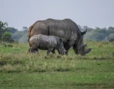 Descubre la magia de acampar en las llanuras de Laikipia bajo un manto de estrellas