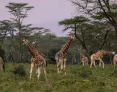 Descubre la aventura de explorar las cuevas de Kitum en el majestuoso monte Elgon
