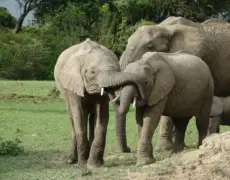 Descubre la experiencia inolvidable de hacer un safari en el Maasai Mara: ¡Todo lo que necesitas saber!