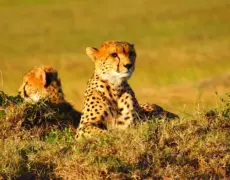 Descubre la belleza oculta de la Isla de Lamu en Kenia: Una guía completa