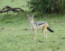 Descubre la fascinante historia de Kitale en Kenia en el Museo de Historia: una experiencia imperdible