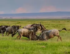 Descubre la fascinante historia de Lamu en Kenia: El Museo que no puedes perderte
