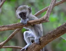 Descubre la fascinante historia de Meru en Kenia: Visita el Museo de Historia de la región