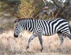 Descubre la historia y belleza del Museo de la Paz de Kitale en Kenia: un viaje imperdible