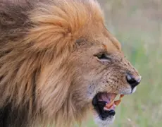 Descubre la majestuosidad de los flamencos en el Lago Nakuru: la guía definitiva para observar estas aves rosadas en su hábitat natural