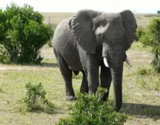 Descubre las mejores actividades y lugares para visitar en Kiambu: ¡Una guía imperdible!