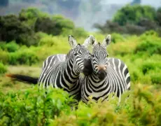 Descubre las Mejores Actividades para Hacer en Malindi: Guía Completa 2021