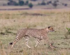 Descubre las mejores actividades y atracciones: Qué hacer en Nairobi