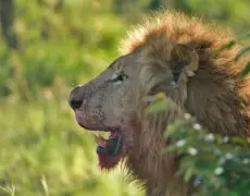 Descubre los mejores planes para disfrutar en Nyeri: Qué hacer en esta increíble ciudad