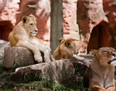 Descubre los mejores planes para disfrutar en Thika: ¡No te pierdas esta guía imprescindible!