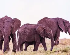 Descubre la increíble aventura de realizar un recorrido en bicicleta por la selva de Kakamega