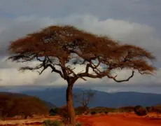 Descubre los mejores lugares para el turismo en Kiambu: ¡una experiencia inolvidable!