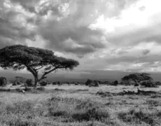 Descubre los secretos del encantador turismo en Lamu: Un paraíso africano por explorar
