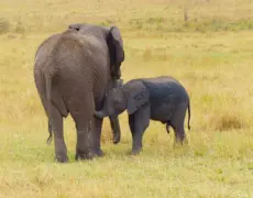 Descubre los secretos del turismo en Malindi: una joya escondida de Kenia