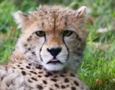 Descubre los secretos del turismo en Nairobi: la guía definitiva para explorar esta vibrante ciudad africana