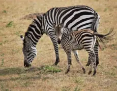 Descubre la belleza natural de Naivasha: La joya del turismo en Kenia
