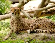 Descubre los secretos del turismo en Siaya: La joya oculta de Kenia
