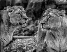 Descubre las maravillas del turismo en Wajir: una experiencia inolvidable en Kenia