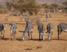 Descubre la fascinante Aldea Cultural Bomas of Kenya: una experiencia imperdible en tu visita a África